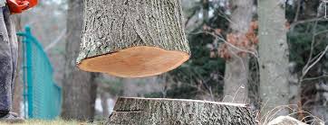 Best Tree Removal  in Valencia, NM