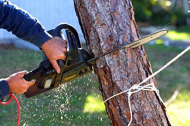 Best Palm Tree Trimming  in Valencia, NM