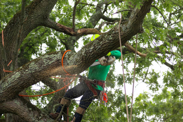 Best Tree Risk Assessment  in Valencia, NM