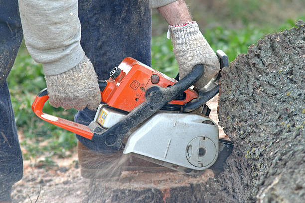 How Our Tree Care Process Works  in  Valencia, NM