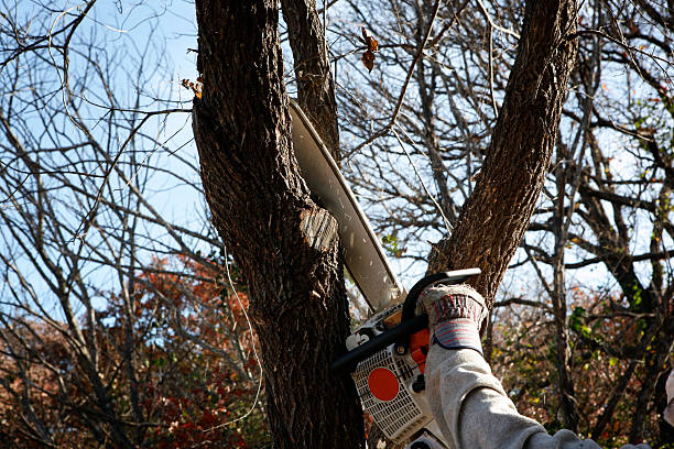 Best Lawn Pest Prevention  in Valencia, NM