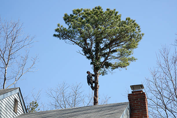 Valencia, NM Tree Care Company