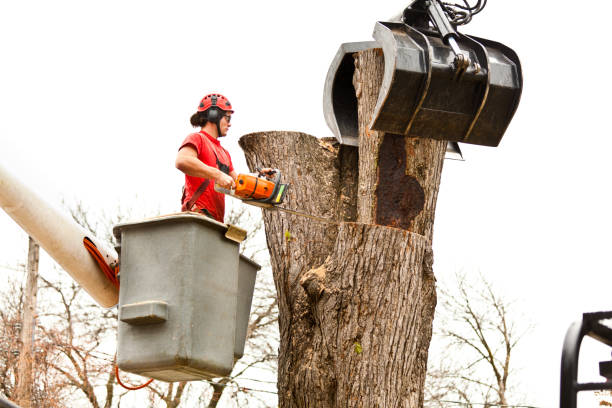 Best Commercial Tree Services  in Valencia, NM